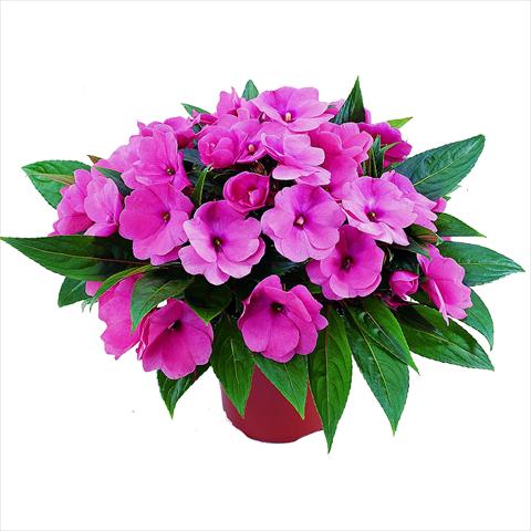 photo of flower to be used as: Pot and bedding Impatiens N. Guinea RED FOX Sweetie Pink