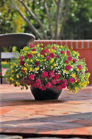 photo of flower to be used as: Pot, patio, basket 3 Combo Trixi® Double Delight