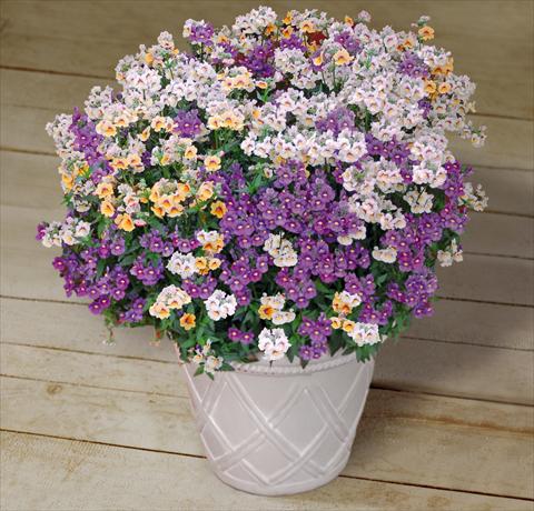 photo of flower to be used as: Pot, patio, basket 3 Combo Trixi® Fairy Tale