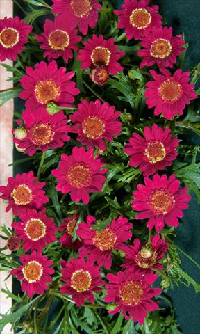 photo of flower to be used as: Pot, bedding, patio Argyranthemum LaRita® Dark Pink