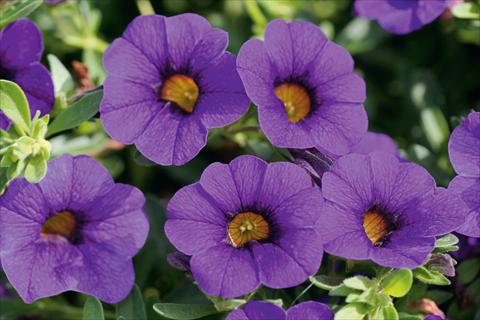 photo of flower to be used as: Pot, patio, basket Calibrachoa MiniFamous® Compact Blue