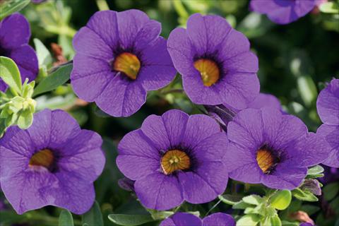 photo of flower to be used as: Pot, patio, basket Calibrachoa MiniFamous® Compact Dark Blue