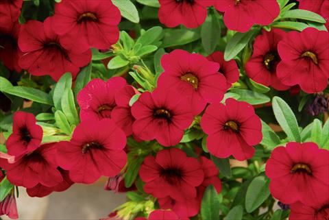 photo of flower to be used as: Pot, patio, basket Calibrachoa MiniFamous® Compact Dark Red