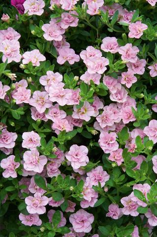 photo of flower to be used as: Pot, patio, basket Calibrachoa MiniFamous® Double Pink Blush evol