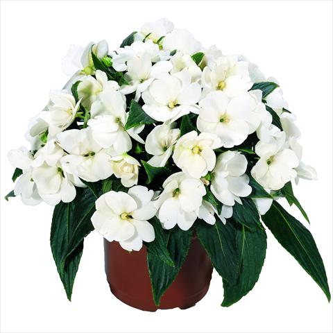 photo of flower to be used as: Pot and bedding Impatiens N. Guinea RED FOX Sweetie White