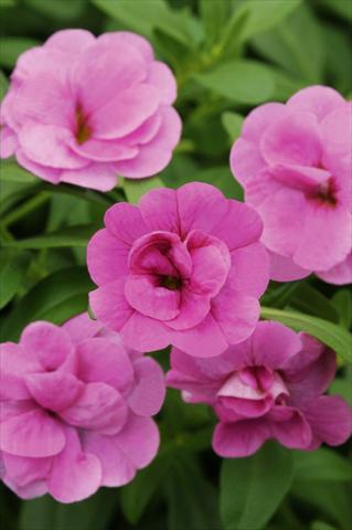 photo of flower to be used as: Pot, patio, basket Calibrachoa MiniFamous® Double Pink
