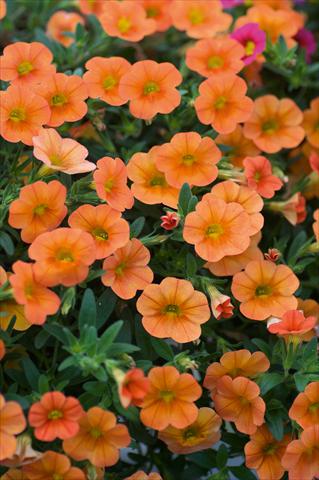 photo of flower to be used as: Pot, patio, basket Calibrachoa MiniFamous® Orange evol