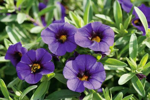 photo of flower to be used as: Pot, patio, basket Calibrachoa MiniFamous® Neo Royal Blue