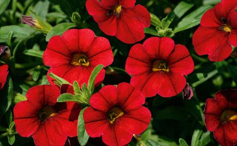 photo of flower to be used as: Pot, patio, basket Calibrachoa MiniFamous® Sangria evol