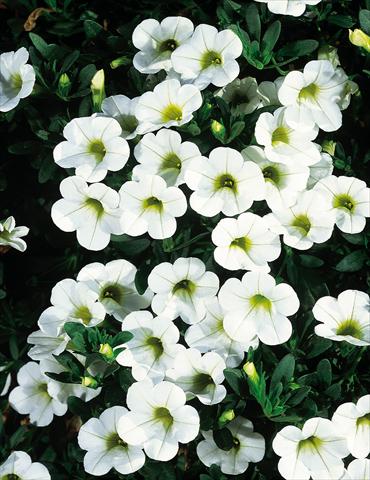 photo of flower to be used as: Pot, patio, basket Calibrachoa MiniFamous® White