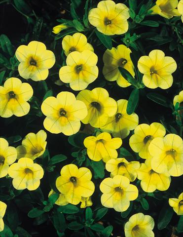 photo of flower to be used as: Pot, patio, basket Calibrachoa MiniFamous® Yellow evol