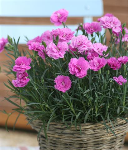 photo of flower to be used as: Pot and bedding Dianthus Diantica® Orchid
