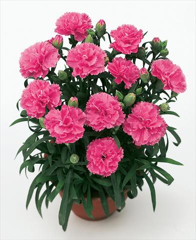 photo of flower to be used as: Basket / Pot Dianthus caryophyllus SuperTrouper® Diogenes