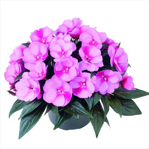 photo of flower to be used as: Pot and bedding Impatiens N. Guinea RED FOX Sweetie Blue Star