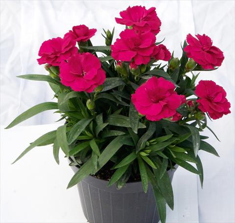 photo of flower to be used as: Pot and bedding Dianthus caryophyllus Oscar™ Cherry