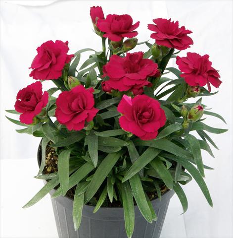 photo of flower to be used as: Pot and bedding Dianthus caryophyllus Oscar™ Dark Red
