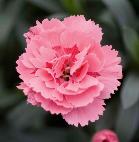 photo of flower to be used as: Basket / Pot Dianthus caryophyllus Oscar™ Pink