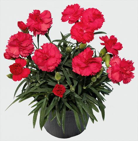photo of flower to be used as: Pot and bedding Dianthus caryophyllus SuperTrouper® Benita