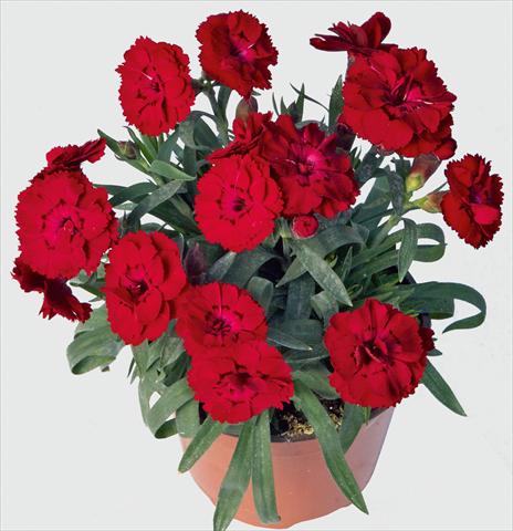 photo of flower to be used as: Pot and bedding Dianthus caryophyllus SuperTrouper® Carmen