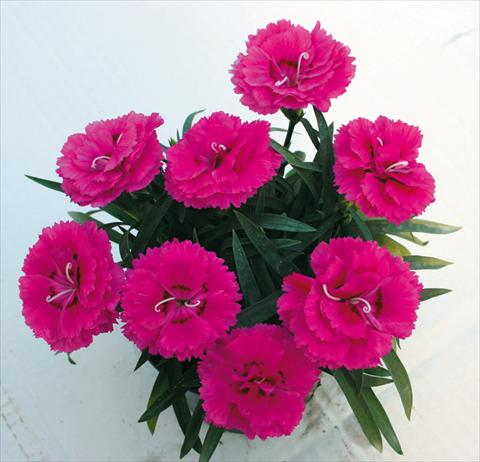 photo of flower to be used as: Basket / Pot Dianthus caryophyllus SuperTrouper® Fuchsia