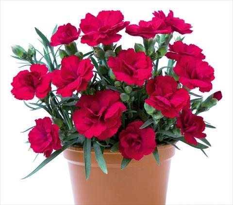 photo of flower to be used as: Basket / Pot Dianthus caryophyllus SuperTrouper® Rubin