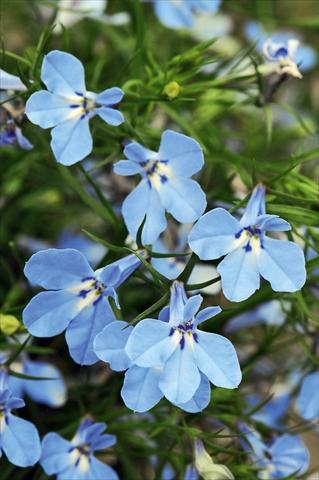 photo of flower to be used as: Pot, bedding, patio, basket Lobelia Curaçao® Light Blue evol
