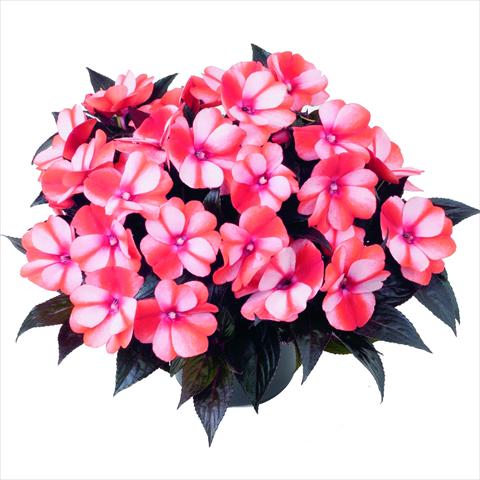 photo of flower to be used as: Pot and bedding Impatiens N. Guinea RED FOX Sweetie Red Star