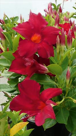 photo of flower to be used as: Pot and bedding Dipladenia (Mandevilla) Sevilla Dark Red