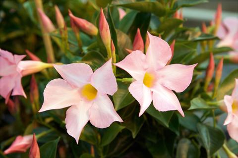 photo of flower to be used as: Pot and bedding Dipladenia (Mandevilla) Sevilla Soft Pink