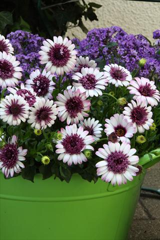 photo of flower to be used as: Pot and bedding Osteospermum FlowerPower® Double Berry White