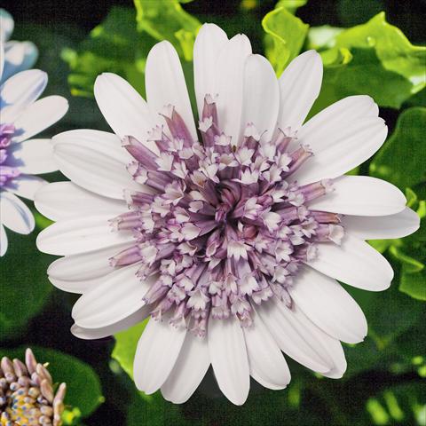 photo of flower to be used as: Pot and bedding Osteospermum FlowerPower® Double Silver