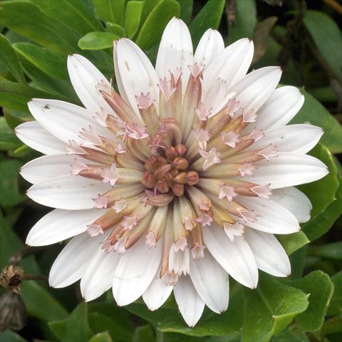 photo of flower to be used as: Pot and bedding Osteospermum FlowerPower® Double White Bronce