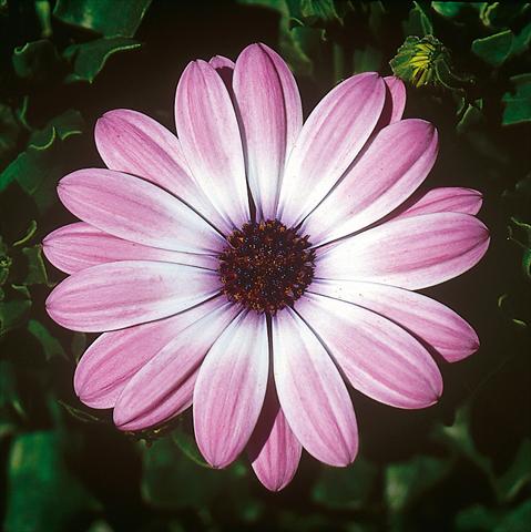 photo of flower to be used as: Pot and bedding Osteospermum FlowerPower® Light Pink