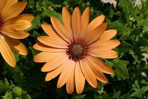 photo of flower to be used as: Pot and bedding Osteospermum FlowerPower® Orange Bronce