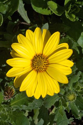 photo of flower to be used as: Pot and bedding Osteospermum FlowerPower® Yellow evol