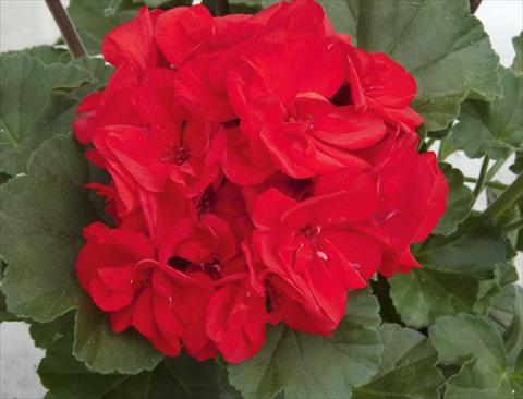 photo of flower to be used as: Patio, pot Pelargonium zonale Moonlight® Cembalo