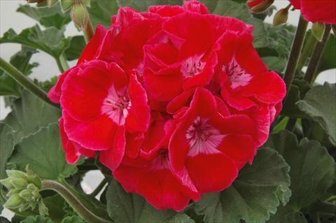 photo of flower to be used as: Patio, pot Pelargonium zonale Moonlight® Layana