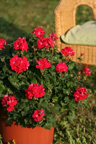 photo of flower to be used as: Patio, pot Pelargonium zonale Moonlight® Donna