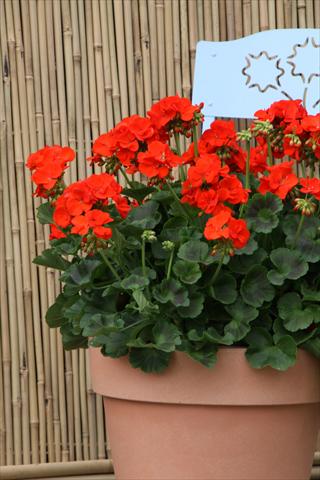 photo of flower to be used as: Patio, pot Pelargonium zonale Sunrise® XL Roxana