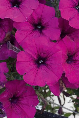 photo of flower to be used as: Pot, patio, basket Petunia AlpeTunia® Dark Purple