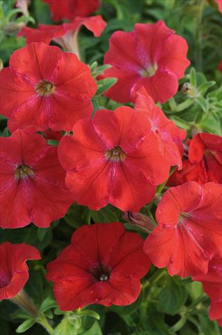 photo of flower to be used as: Pot, patio, basket Petunia AlpeTunia® Red