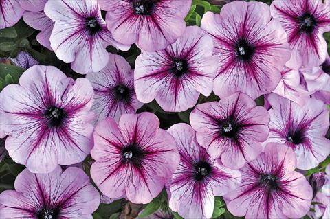 photo of flower to be used as: Pot, patio, basket Petunia Bonnie Lavender Star