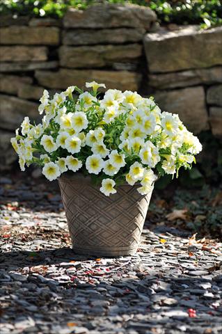 photo of flower to be used as: Pot, patio, basket Petunia Bonnie Yellow