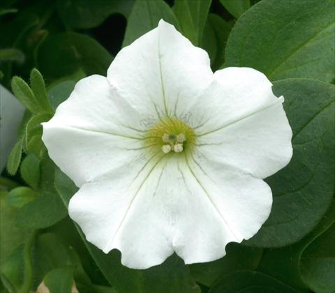 photo of flower to be used as: Pot, patio, basket Petunia CompactFamous™ White
