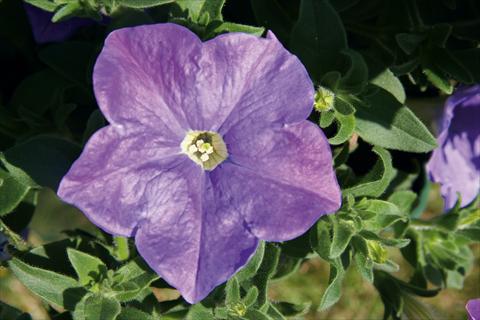 photo of flower to be used as: Pot, patio, basket Petunia CompactFamous™ SkyBlue