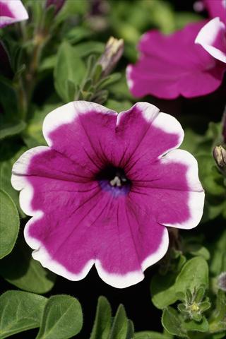 photo of flower to be used as: Pot, patio, basket Petunia Famous™ Violet Picotee evol