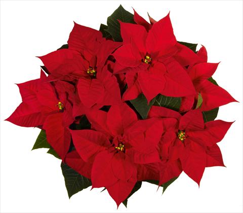 photo of flower to be used as: Pot Poinsettia - Euphorbia pulcherrima Christmas Beauty