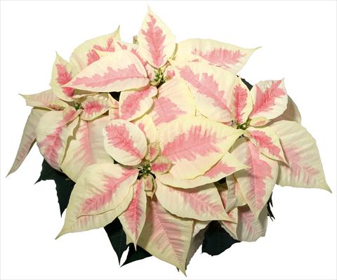 photo of flower to be used as: Pot Poinsettia - Euphorbia pulcherrima Christmas Feelings® Marble