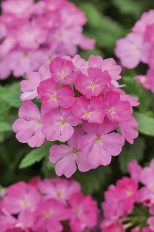 photo of flower to be used as: Pot, patio, basket Verbena Compact Lascar® Big Pink