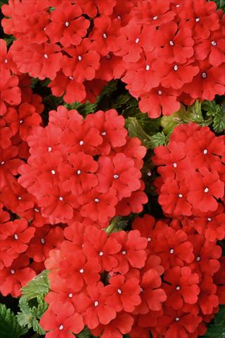 photo of flower to be used as: Pot, patio, basket Verbena Fuego® Bright Red